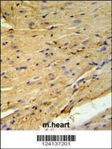 Anti-PLB-T17 Antibody