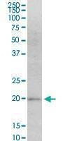 Anti-MAFF Antibody