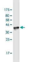 Anti-MAFF Antibody