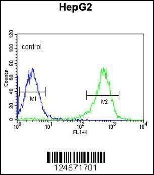 Anti-PYCR1 (C-term) Antibody