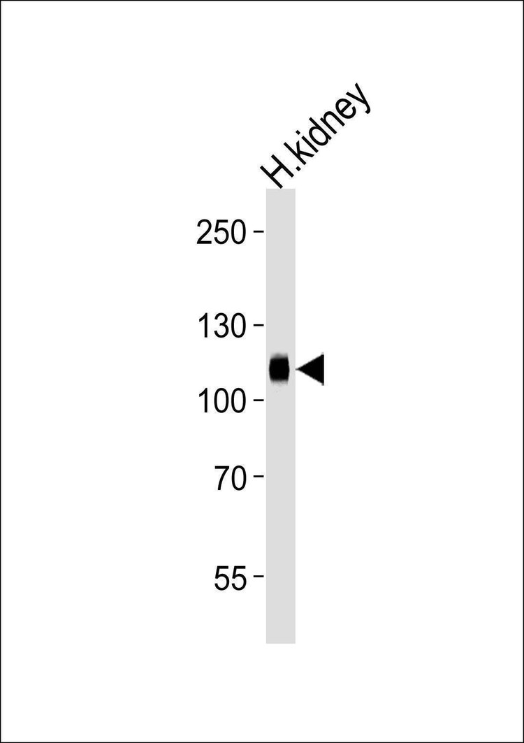 Anti-PHAR4 (C-term) Antibody