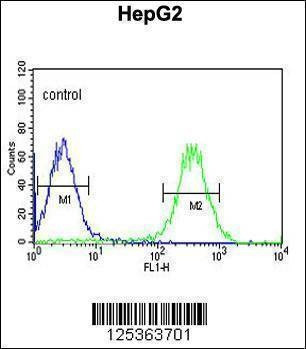 Anti-ARSI (C-term) Antibody