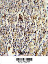 Anti-CD1E (Center) Antibody