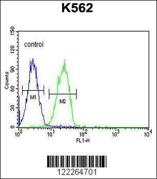 Anti-CLM1 (N-term) Antibody