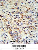 Anti-DCT (N-term) Antibody