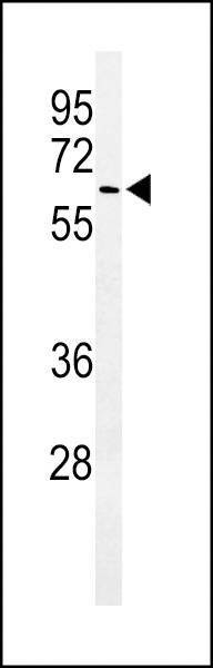Anti-ALG10 (N-term) Antibody