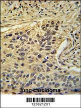 Anti-TAF2 (C-term) Antibody