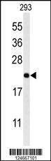Anti-MRAP (N-term) Antibody
