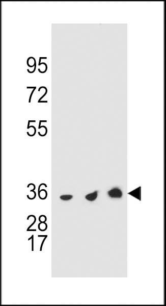 Anti-TYSY (C-term) Antibody