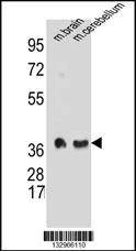 Anti-SYP (C-term) Antibody