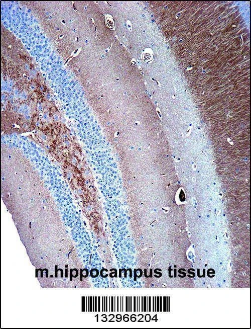 Anti-SYP (C-term) Antibody