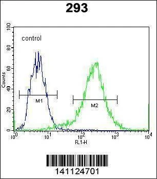 Anti-CTNNB1 (C-term) Antibody
