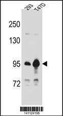 Anti-CTNNB1 (C-term) Antibody