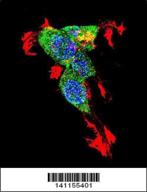 Anti-CTNNB1 (N-term) Antibody