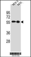 Anti-SRC (N-term) Antibody