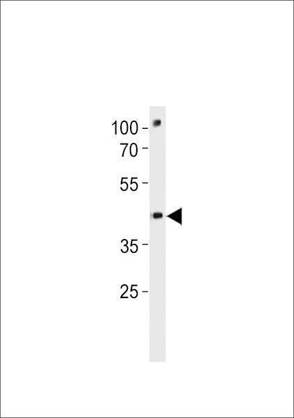 Anti-Zebrafish DANRE pou3f3a (C-term) Antibody
