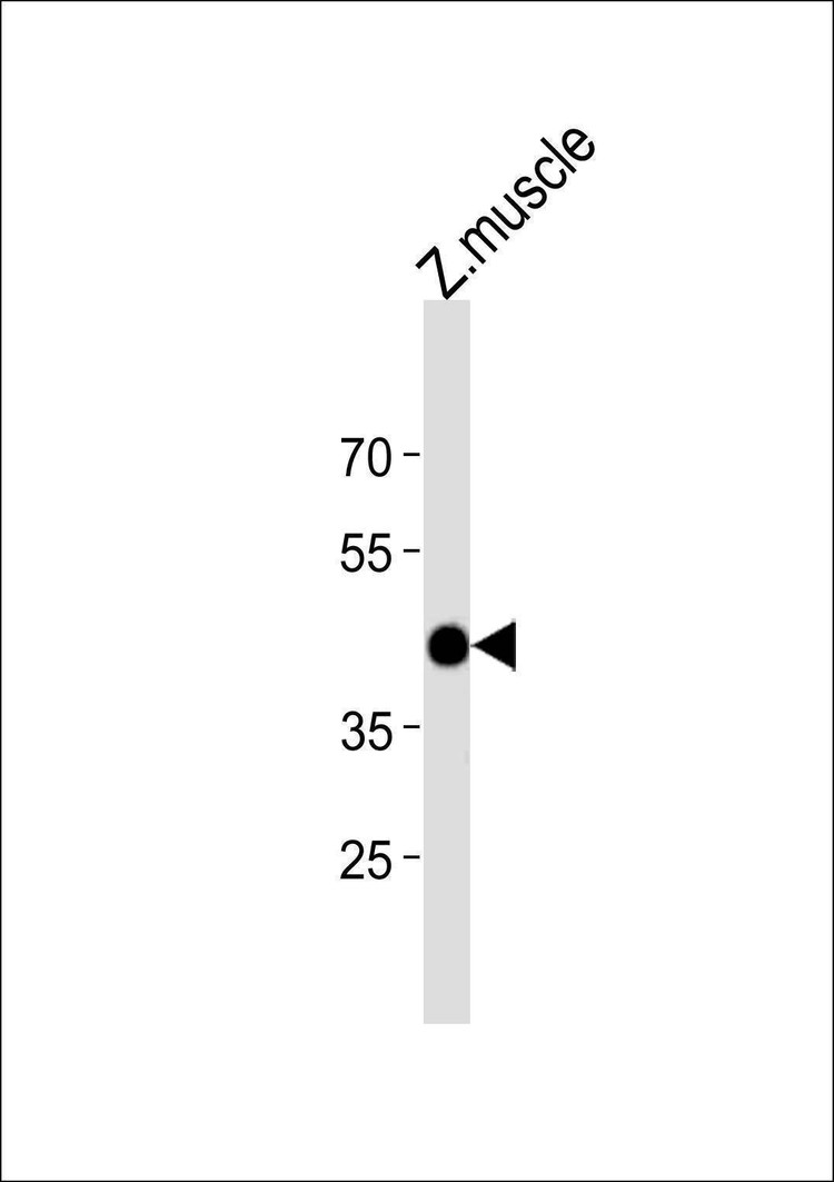 Anti-Zebrafish atf4 (C-term) Antibody