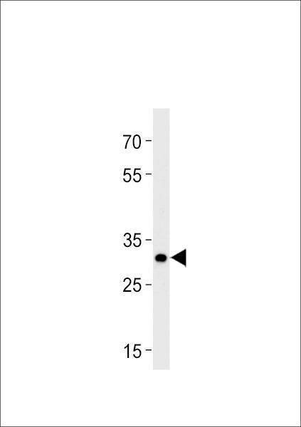 Anti-Zebrafish hoxb8b (C-term) Antibody