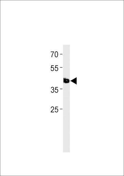 Anti-Zebrafish tfap2e (C-term) Antibody