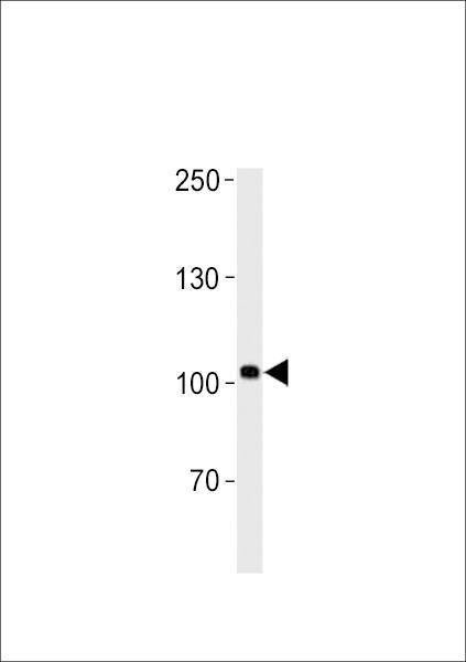 Anti-Zebrafish heg (C-term) Antibody