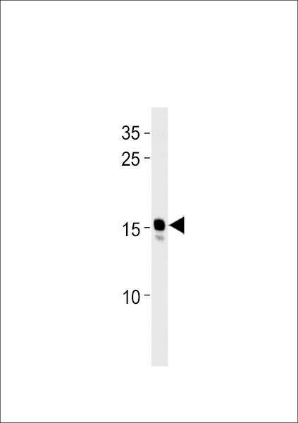 Anti-Zebrafish ndufaf3 (N-term) Antibody