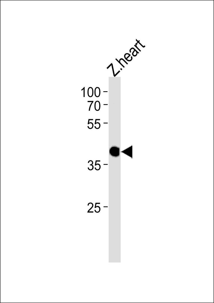 Anti-Zebrafish ccdc89 (C-term) Antibody