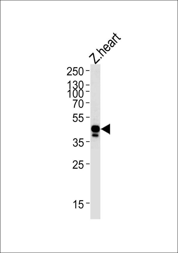 Anti-Zebrafish efnb2a (Center) Antibody