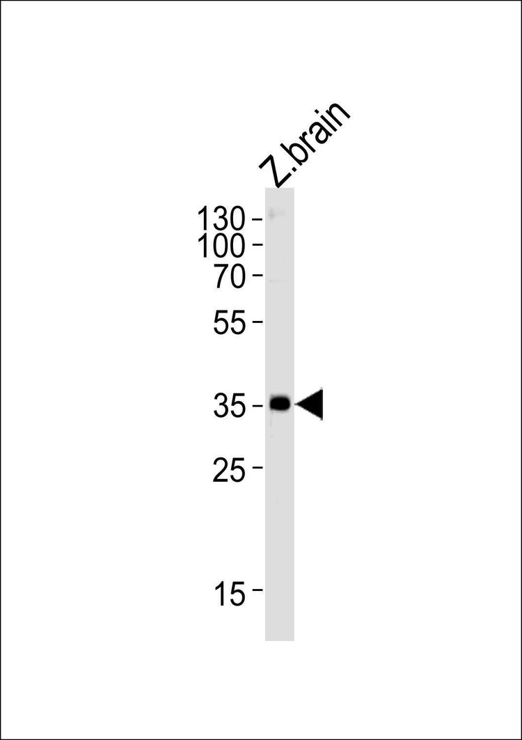 Anti-Zebrafish gnb1 (N-term) Antibody