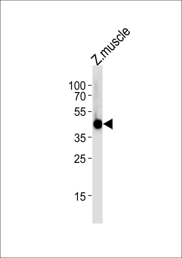 Anti-Zebrafish irf2bp2a (Center) Antibody
