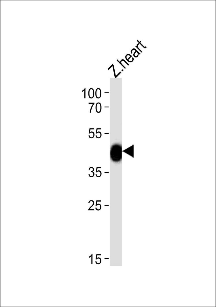 Anti-Zebrafish chst11 (Center) Antibody