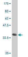 Anti-MAP4K4 Antibody
