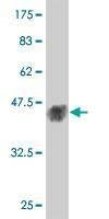 Anti-MAPK12 Antibody