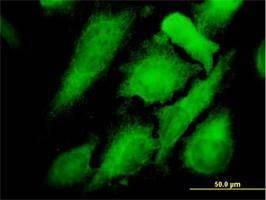 Anti-MAPK12 Antibody
