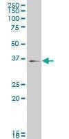 Anti-MAPK14 Antibody