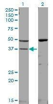 Anti-MAPK14 Antibody