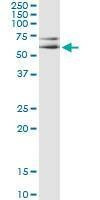 Anti-MAPK8 Antibody