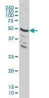 Anti-MAPK9 Antibody