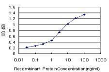 Anti-MFGE8 Antibody