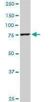 Anti-MFN2 Antibody