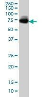Anti-MGAT4A Antibody