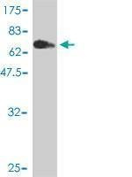 Anti-MGC50811 Antibody