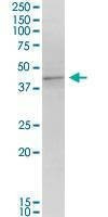 Anti-MORF4L1 Antibody
