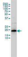 Anti-MRPL12 Antibody