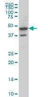 Anti-MRPS27 Antibody