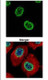 Anti-Histone H2A.Z Antibody