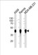 Anti-HLA-G Antibody
