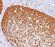 Anti-PCNA Antibody, Sodium Azide Free