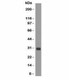 Anti-Bcl-X Antibody, Sodium Azide Free