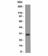 Anti-Bcl-X Antibody Cocktail, Sodium Azide Free