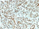Anti-Histone H1 Antibody